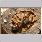 Synageles venator - Springspinne 05 4mm.jpg